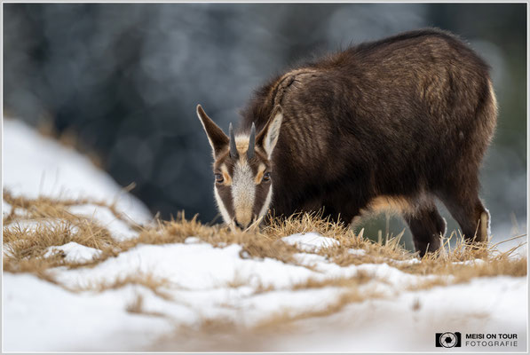 Gams bei der Futtersuche  |  Nikon Z9, NIKKOR Z 800 mm 1:6,3 VR S, ISO 1600, 1/2000s, f/6,3