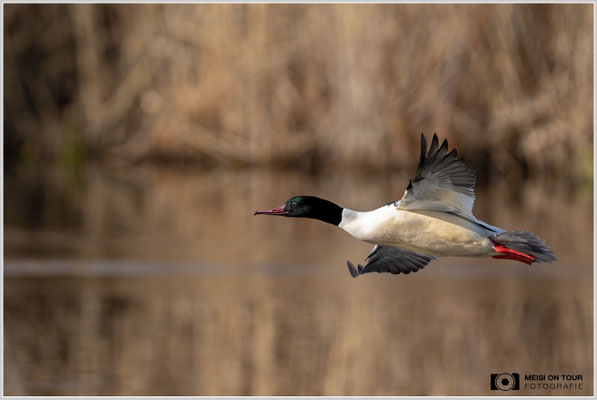 Gänsesäger Männchen im Flug  |  Nikon Z9, NIKKOR Z 800 mm 1:6,3 VR S, ISO 640, 1/2500s, f/6,3