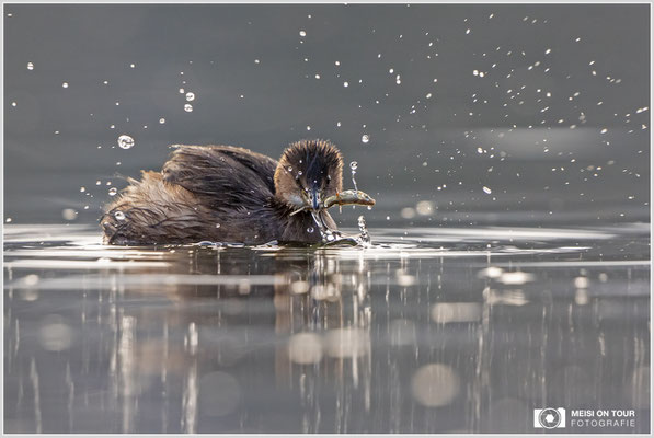 Zwergtaucher  |  Canon EOS R6, EF 300 f/2,8 L IS II USM mit Telekonverter 2x (600 mm), ISO 3200, 1/1600s, f/7,1