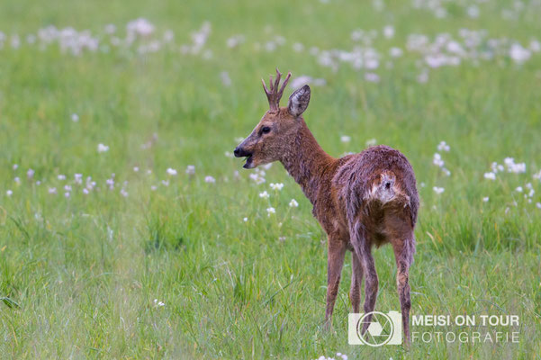 Reh  |  Canon EOS-6D, EF 300 f/2,8 L IS II USM mit Telekonverter 2x III (600 mm), ISO 500, 1/320s, f/5,6, Einbeinstativ