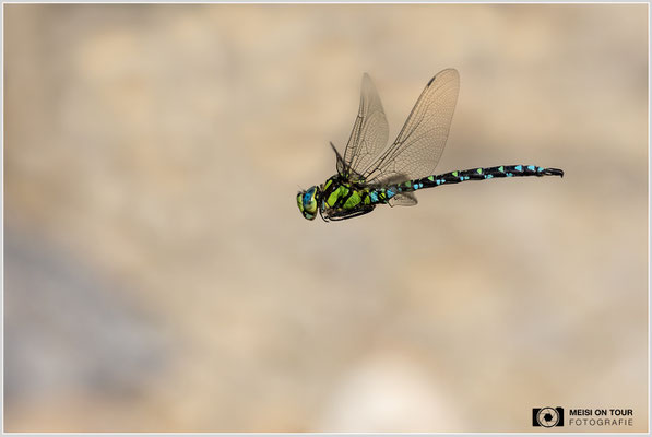 Blaugrüne Mosaikjungfer  |  Canon EOS R6, Sigma 150 f/2,8 Makro DG OS HSM mit Telekonverter 2x III (300 mm), ISO 1600, 1/6400s, f/8