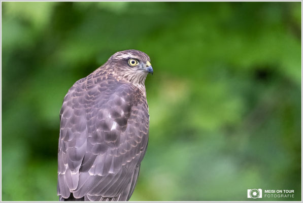 Sperber  |  Nikon Z9, NIKKOR Z 800 mm 1:6,3 VR S mit TC1,4x (1120 mm), ISO 2800, 1/1250s, f/9