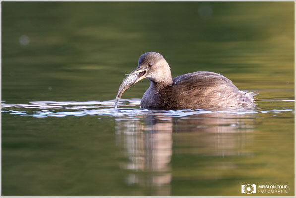 Zwergtaucher  |  Nikon Z9, NIKKOR Z 100–400 mm 1:4,5–5,6 VR S mit TC2,0x (800 mm), ISO 1600, 1/160s, f/11