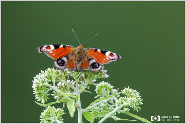 Tagpfauenauge  |  Canon EOS-5D Mark IV, EF 300 f/2,8 L IS II USM mit Telekonverter 2x III (600 mm), ISO 2000, 1/1250s, f/8, Einbeinstativ