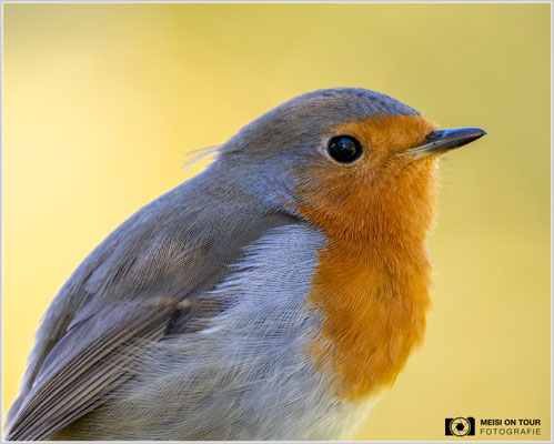 Rotkehlchen  |  Nikon Z9, NIKKOR Z 100–400 mm 1:4,5–5,6 VR S mit TC2,0x (800 mm), ISO 3200, 1/100s, f/11