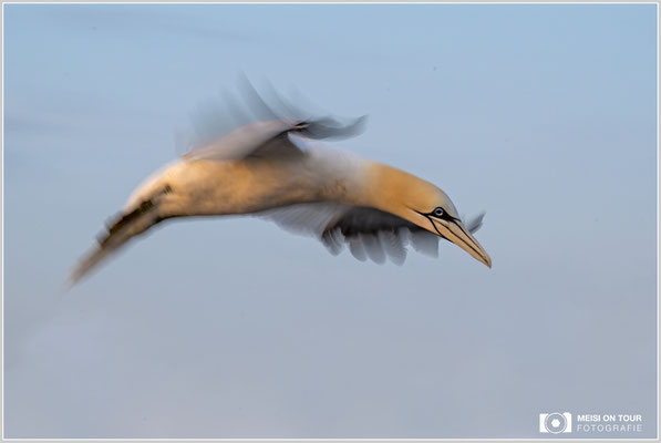 Basstölpel  |  Nikon Z9, NIKKOR Z 100–400 mm 1:4,5–5,6 VR S (160 mm), ISO 100, 1/40s, f/20