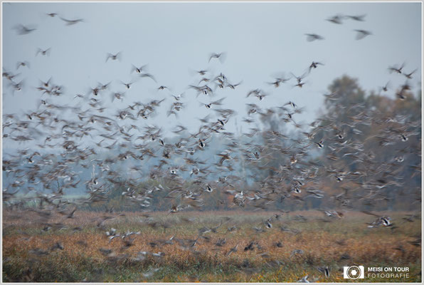 Stockenten, Pfeifenten  |  Canon EOS-5D Mark IV, EF 300 f/2,8 L IS II USM mit Telekonverter 2x III (600 mm), ISO 160, 1/25s, f/5,6, Stativ