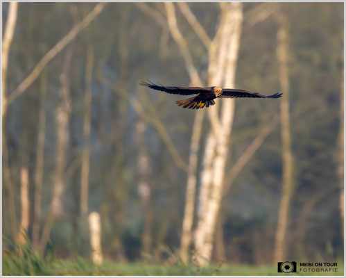 Rohrweihe  |  Nikon Z9, NIKKOR Z 800 mm 1:6,3 VR S mit TC1,4x (1120 mm), ISO 5000, 1/2500s, f/9