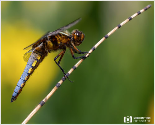 Plattbauch Männchen  |  Canon EOS R6, Sigma 150 f/2,8 Makro DG OS HSM mit Telekonverter 2x III (300 mm), ISO 800, 1/640s, f/10