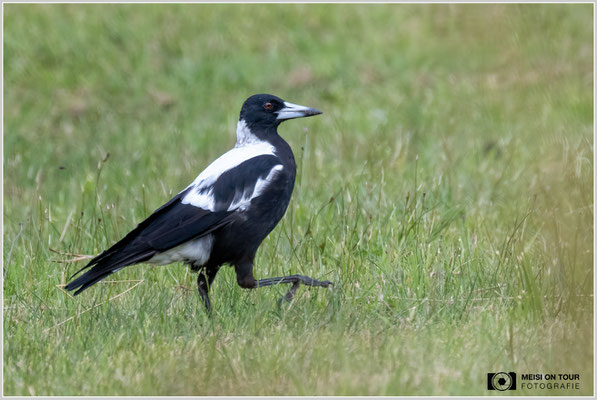 Flötenkrähenstar  |  Nikon Z9, NIKKOR Z 100–400 mm 1:4,5–5,6 VR S mit TC2,0x (800 mm), ISO 2200, 1/800s, f/11