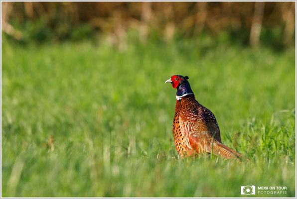 Fasan  |  Canon EOS-5D Mark IV, EF 300 f/2,8 L IS II USM mit Telekonverter 2x III (600 mm), ISO 640, 1/640s, f/7,1, Einbeinstativ