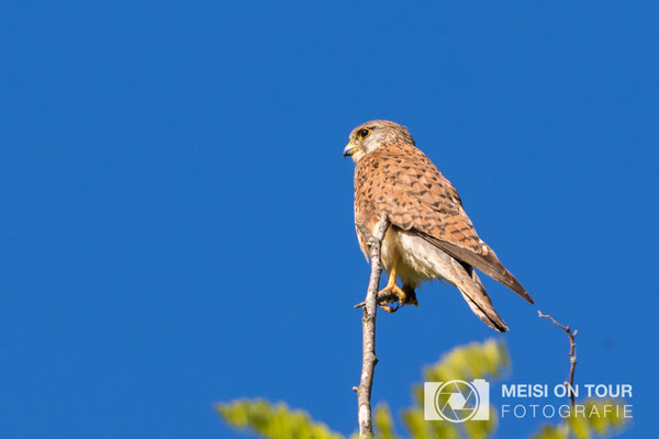 Turmfalke  |  Canon EOS-7D Mark II, EF 300 f/2,8 L IS II USM mit Telekonverter 2x III (600 mm), ISO 250, 1/800s, f/6,3, Einbeinstativ