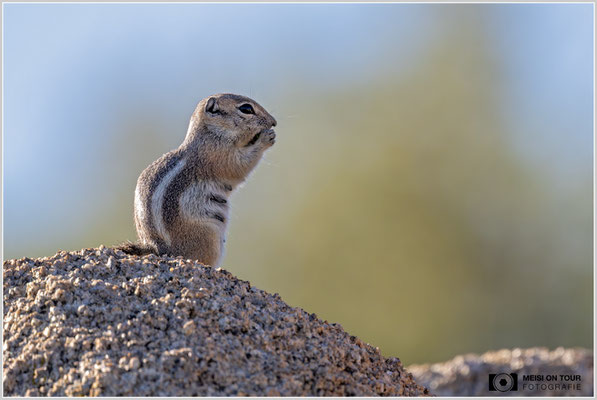 Weißschwanz-Antilopenziesel im Joshua Tree NP | Nikon Z9, NIKKOR Z 800 mm 1:6,3 VR S mit TC1,4x (1120 mm), ISO 1600, 1/2000s, f/9