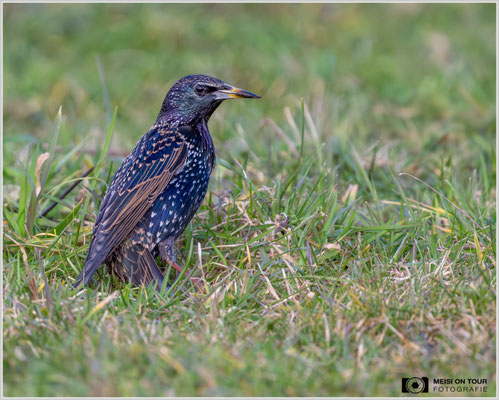 Staren-Männchen  |  Nikon Z9, NIKKOR Z 800 mm 1:6,3 VR S mit TC1,4x (1120 mm), ISO 2800, 1/2000s, f/9