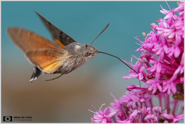 Taubenschwänzchen |  Nikon Z8, NIKKOR Z MC 105 1:2,8 VR S, ISO 1600, 1/2500s, f/8