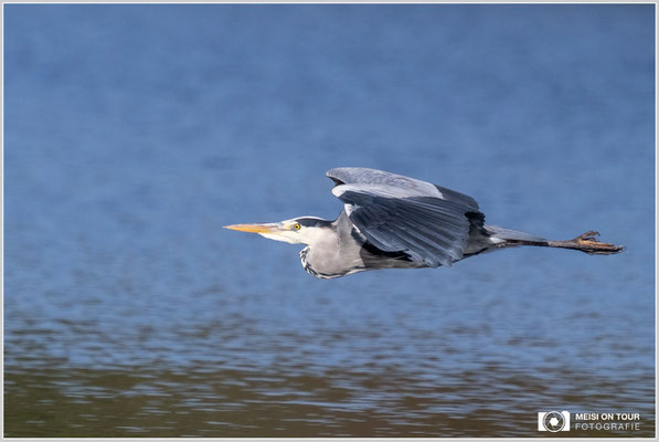 Graureiher  |  Nikon Z9, NIKKOR Z 100–400 mm 1:4,5–5,6 VR S mit TC 2,0 (800 mm), ISO 1600, 1/2500s, f/11