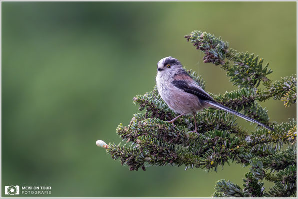 Schwanzmeise  |  Nikon Z9, NIKKOR Z 800 mm 1:6,3 VR S mit TC1,4x (1120 mm), ISO 5600, 1/1250s, f/9