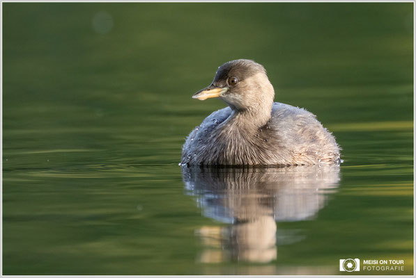 Zwergtaucher  |  Nikon Z9, NIKKOR Z 100–400 mm 1:4,5–5,6 VR S mit TC2,0x (800 mm), ISO 1600, 1/200s, f/11