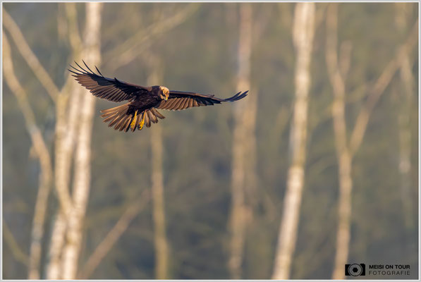 Rohrweihe  |  Nikon Z9, NIKKOR Z 800 mm 1:6,3 VR S mit TC1,4x (1120 mm), ISO 5000, 1/2500s, f/9