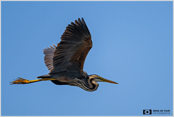 Purpurreiher  |  Nikon Z9, NIKKOR Z 800 mm 1:6,3 VR S, ISO 400, 1/3200s, f/6,3