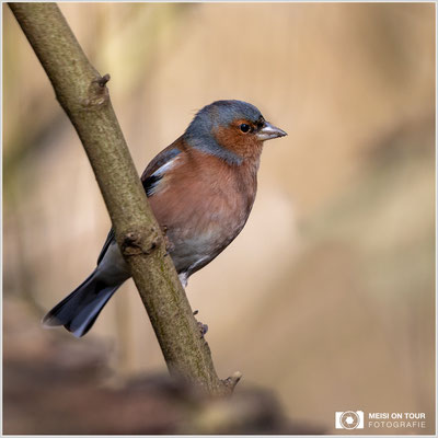 Buchfink  |  Canon EOS R6, EF 300 f/2,8 L IS II USM mit Telekonverter 2x (600 mm), ISO 1600, 1/2000s, f/6,3