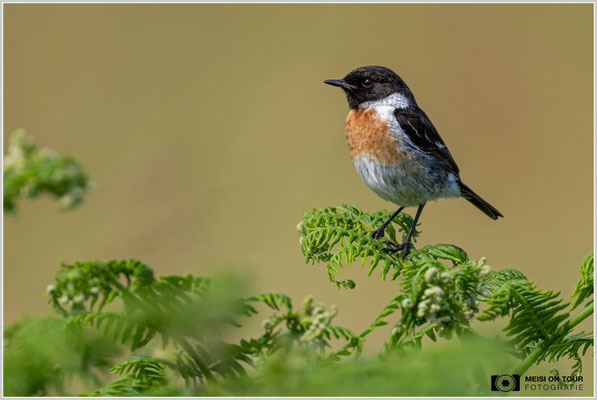 Schwarzkehlchen  |  Nikon Z9, NIKKOR Z 800 mm 1:6,3 VR S mit TC1,4x (1120 mm), ISO 1000, 1/2500s, f/9