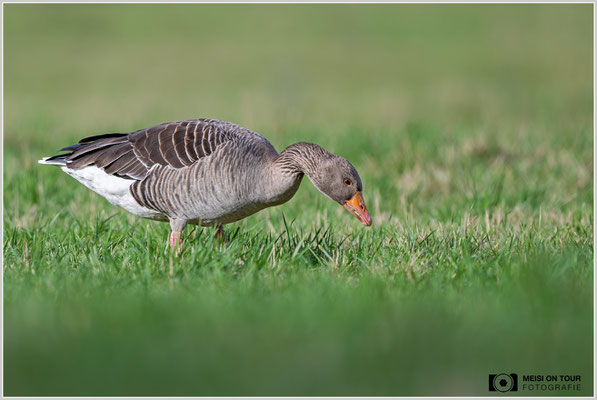 Graugans  |  Nikon Z9, NIKKOR Z 800 mm 1:6,3 VR S, ISO 280, 1/800s, f/6,3