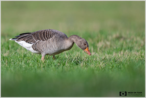 Graugans  |  Nikon Z9, NIKKOR Z 800 mm 1:6,3 VR S, ISO 280, 1/800s, f/6,3