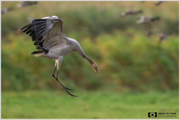 Grauer Kranich  |  Nikon Z9, NIKKOR Z 800 mm 1:6,3 VR S mit TC1,4x (1120 mm), ISO 8000, 1/1600s, f/9