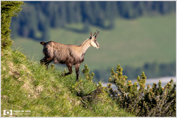 Gams  |  Canon EOS R6, EF 300 f/2,8 L IS II USM mit Telekonverter 2x (600 mm), ISO 400, 1/800s, f/7,1