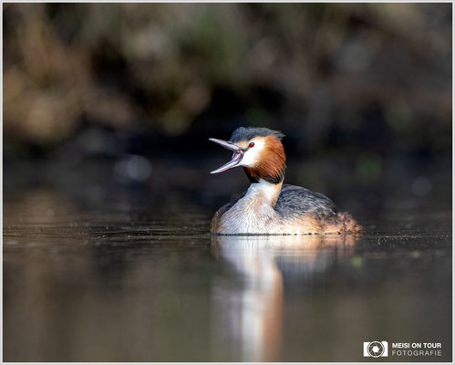 Haubentaucher  |  Canon EOS R6, EF 300 f/2,8 L IS II USM mit Telekonverter 2x (600 mm), ISO 800, 1/400s, f/7,1