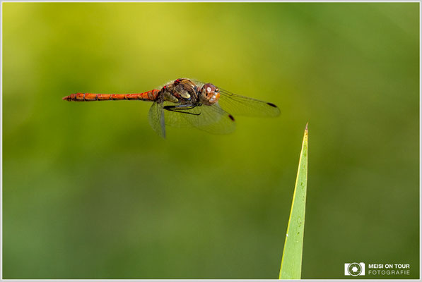 Große Heidelibelle  |  Nikon Z9, NIKKOR Z 100–400 mm 1:4,5–5,6 VR S (300 mm), ISO 1600, 1/2500s, f/8
