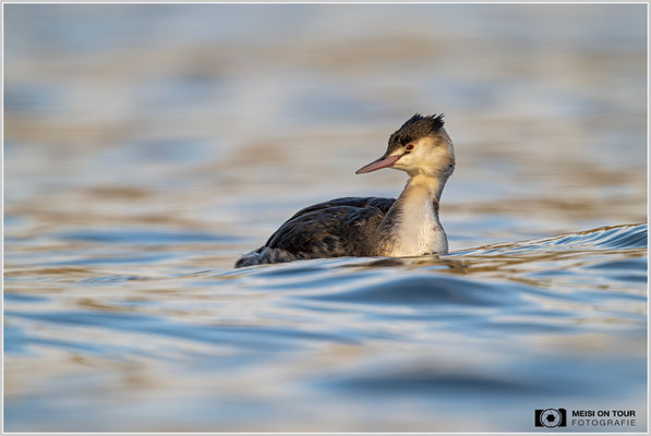 Haubentaucher  |  Nikon Z9, NIKKOR Z 800 mm 1:6,3 VR S mit TC1,4x (1120 mm), ISO 800, 1/1000s, f/9