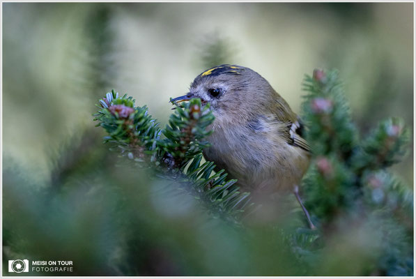 Wintergoldhähnchen  |  Canon EOS R6, Sigma 150 f/2,8 Makro DG OS HSM mit Telekonverter 2x III (300 mm), ISO 3200, 1/1250s, f/6,3
