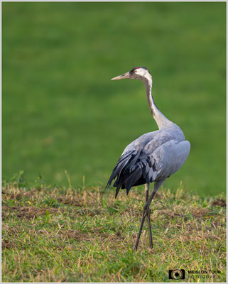 Grauer Kranich  |  Nikon Z8, NIKKOR Z 800 mm 1:6,3 VR S mit TC1,4x (1120 mm), ISO 7200, 1/1600s, f/9