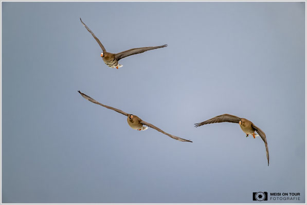 Blässgänse  |  Nikon Z9, NIKKOR Z 800 mm 1:6,3 VR S mit TC1,4x (1120 mm), ISO 2500, 1/2500s, f/9