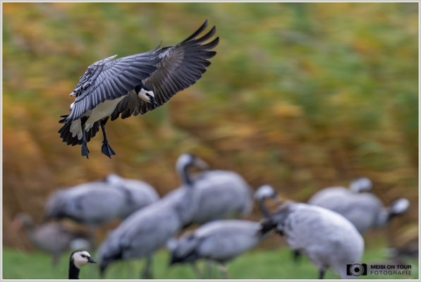 Weißwangengans  |  Nikon Z8, NIKKOR Z 800 mm 1:6,3 VR S mit TC1,4x (1120 mm), ISO 2200, 1/1600s, f/9
