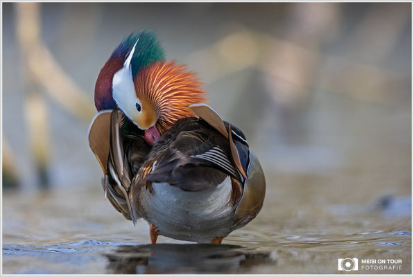 Mandarinente  |  Canon EOS R6, EF 300 f/2,8 L IS II USM mit Telekonverter 2x (600 mm), ISO 1600, 1/2000s, f/6,3