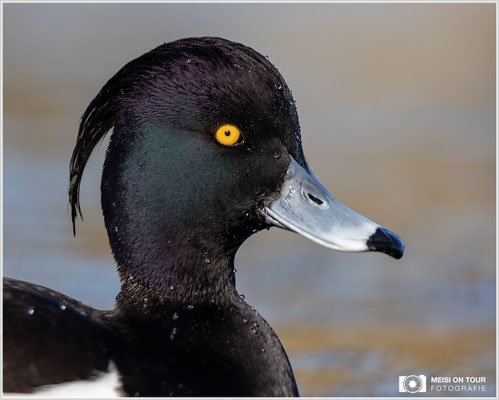 Reiherente  |  Canon EOS R6, EF 300 f/2,8 L IS II USM mit Telekonverter 2x (600 mm), ISO 800, 1/1250s, f/7,1
