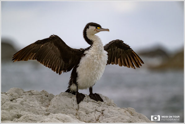 Kormoran  |  Nikon Z9, NIKKOR Z 100–400 mm 1:4,5–5,6 VR S mit TC1,4x (560 mm), ISO 1800, 1/1000s, f/8