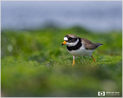Sandregenpfeifer  |  Nikon Z9, NIKKOR Z 800 mm 1:6,3 VR S, ISO 720, 1/2000s, f/6,3