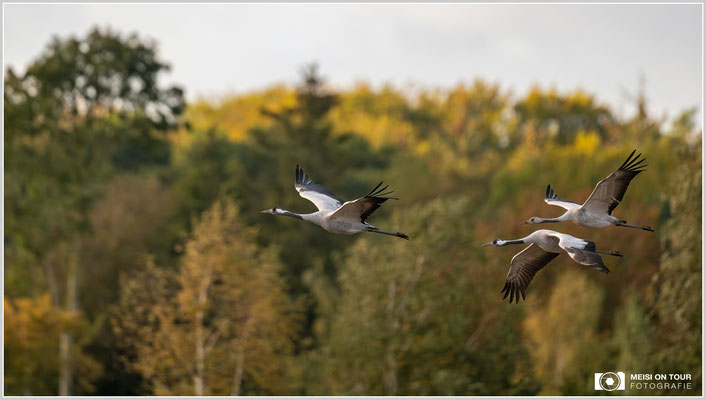 Kraniche beim morgentlichen Anflug zu den Futterplätzen  |  Nikon Z9, NIKKOR Z 800 mm 1:6,3 VR S, ISO 400, 1/1000s, f/6,3