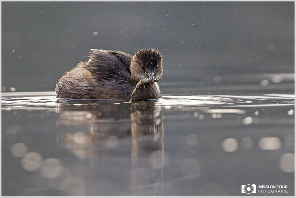 Zwergtaucher  |  Canon EOS R6, EF 300 f/2,8 L IS II USM mit Telekonverter 2x (600 mm), ISO 3200, 1/1600s, f/7,1