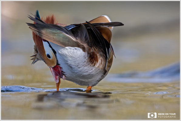 Mandarinente  |  Canon EOS R6, EF 300 f/2,8 L IS II USM mit Telekonverter 2x (600 mm), ISO 1600, 1/2000s, f/6,3