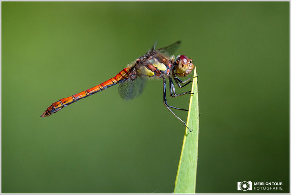 Große Heidelibelle  |  Nikon Z9, NIKKOR Z 100–400 mm 1:4,5–5,6 VR S (400 mm), ISO 1250, 1/2000s, f/7,1