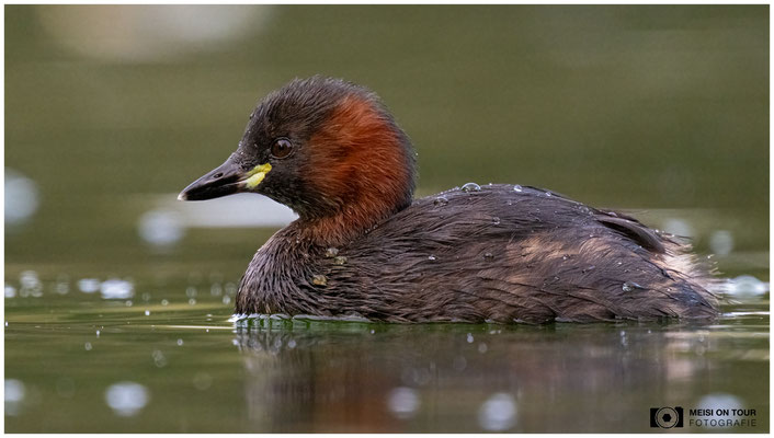 Zwergtaucher  |  Nikon Z8, NIKKOR Z 800 mm 1:6,3 VR S mit TC2,0x (1600 mm), ISO 6400, 1/640s, f/13