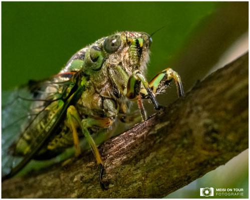 Zikade  |  Nikon Z9, NIKKOR Z 100–400 mm 1:4,5–5,6 VR S mit TC2,0x (690 mm), ISO 6400, 1/640s, f/14