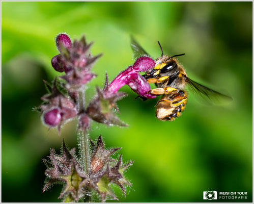 Garten-Wollbiene an Wald-Ziest |  Nikon Z8, NIKKOR Z MC 105 1:2,8 VR S, ISO 1600, 1/2500s, f/10