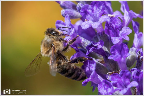Biene  |  Canon EOS-5D Mark IV, Sigma 150 f/2,8 Makro DG OS HSM, ISO 800, 1/1000s, f/8, Winkelsucher