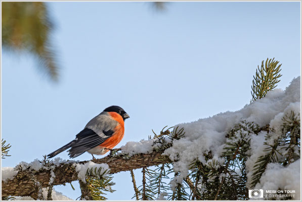 Gimpel-Männchen  |  Nikon Z9, NIKKOR Z 800 mm 1:6,3 VR S mit TC1,4x (1120 mm), ISO 1400, 1/2000s, f/9